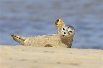 Common seal (Phoca vitulina) juvenile baby pup animal resting on a seaside beach, Norfolk, England,