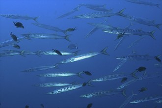 School of fish, group, school of barracuda (Sphyraena sphyraena) in the Mediterranean Sea near