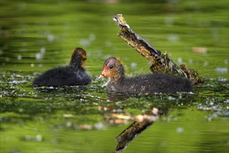 Eurasian Coot rail, coot (Fulica atra), two young birds, Krickenbecker Seen, North