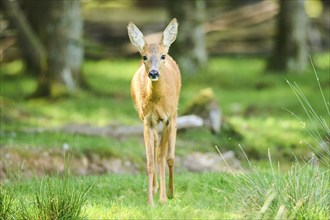 Roe deer (Capreolus capreolus) walking on a meadow next to the forest, Bavaria, Germany, Europe