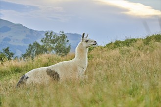 Llama (Lama glama) lying on a meadow in the mountains in tirol, Kitzbühel, Wildpark Aurach,