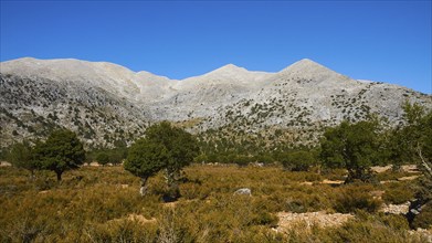 Niatos Plateau, natural landscape with mountain scenery and small trees under a blue sky, near