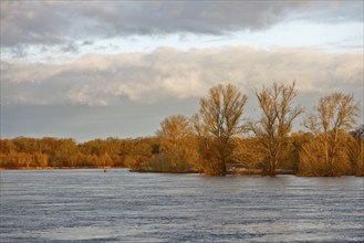 Elbe near Dessau in the morning, morning atmosphere on the Elbe, Flood on the Elbe, Middle Elbe