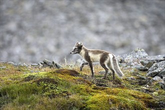 Arctic fox, (Alopex lagopus), summer fur, foraging, young animal, baby animals, Svalbard