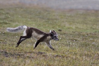 Arctic fox, (Alopex lagopus), summer fur, biotope, foraging. Svalbard Spitsbergen, Norway, Europe