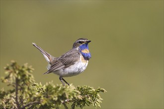 Red-spotted bluethroat, (Luscinia svecica) male, Sweden, Sweden, Europe