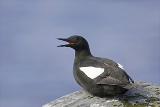 Resting black guillemot, (Cepphus grylle), resting on rocks, Europe, Norway, Varanger, alcids,