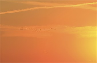 Evening sky at the Baltic Sea near Peenemünde, cranes in the sky, September, Mecklenburg-Western