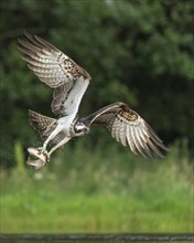 Western osprey (Pandion haliaetus) hunting, Aviemore, Scotland, Great Britain