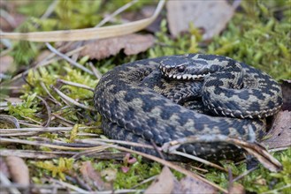 Common european viper (Vipera berus), Lower Saxony, Germany, Europe