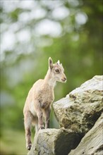 Alpine ibex (Capra ibex) youngster, standing on a rock, wildlife Park Aurach near Kitzbuehl,