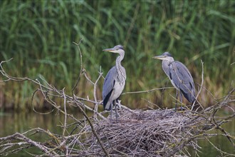 Grey heron (Ardea cinerea) young birds at the nest, Lower Saxony, Germany, Europe