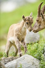 Alpine ibex (Capra ibex) mother with her youngster, wildlife Park Aurach near Kitzbuehl, Austria,