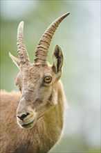 Alpine ibex (Capra ibex) female, portrait, wildlife Park Aurach near Kitzbuehl, Austria, Europe