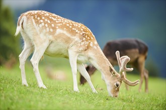 European fallow deer (Dama dama) stag standing on a meadow, tirol, Kitzbühel, Wildpark Aurach,