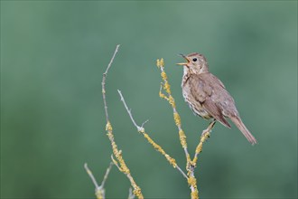 Song thrush (Turdus philomelos), Lower Saxony, Germany, Europe