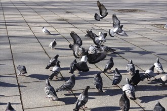 City pigeons with shadow, wintertime, Saxony, Germany, Europe