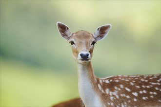 European fallow deer (Dama dama) doe, portrait, Kitzbühel, Wildpark Aurach, Austria, Europe