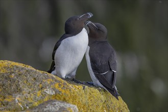 Razorbill (Alca torda), pair interacting with each other, Latrabjarg, Westfjords, Iceland, Europe