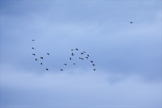 Group of white storks in flight, Switzerland, Europe