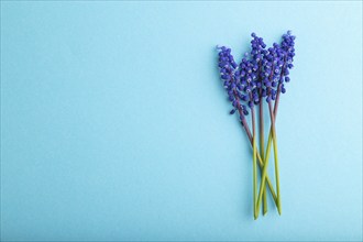 Muscari or murine hyacinth flowers on blue pastel background. top view, flat lay, copy space, still