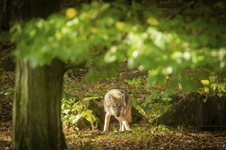 Moritzburg Game Reserve, Moritzburg, Saxony, Germany, Europe