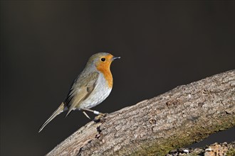 European robin (Erithacus rubecula), adult bird, Dingdener Heide nature reserve, North