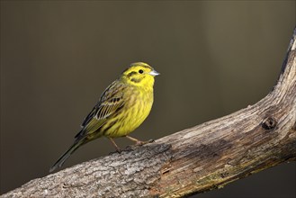 Yellowhammer (Emberiza citrinella), male, Dingdener Heide nature reserve, North Rhine-Westphalia,