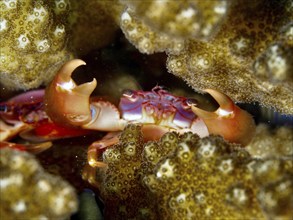 A red-orange crab, purple coral crab (Trapezia cymodoce), hiding between corals in a close-up, dive