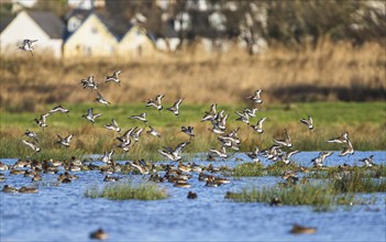 Black-tailed Godwit, Limosa limosa, birds in flight over marshes