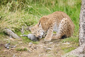 Eurasian lynx (Lynx lynx) sitting in the forest eating its kill, Bavaria, Germany, Europe