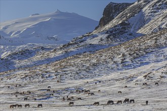 Icelandic horses standing on a barren meadow in front of a volcano, sunny, snow, winter,