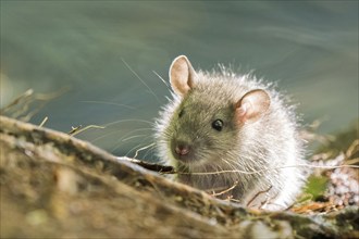 A juvenile Norway rat (Rattus norvegicus) sits on the forest floor, surrounded by nature and green