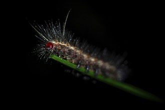 Hairy caterpillar on a stem, at night in the tropical rainforest, Refugio Nacional de Vida