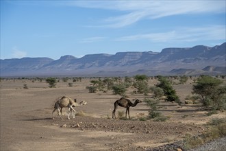 Dromedaries (Camelus dromedarius) in a desert-like landscape, Alnif, Morocco, Africa