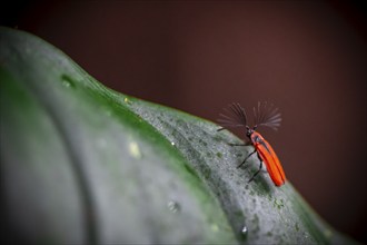 Fire-coloured beetle (Pyrochroidae) sitting on a leaf, at night in the tropical rainforest, Refugio