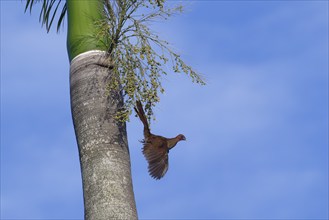 Chestnut-headed Chachalaca flying from a Royal Palm tree, Ortalis ruficeps, Amazon Basin, Brazil,