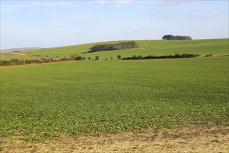 Chalk landscape on Roundway Down, North Wessex Downs, Wiltshire, England, UK