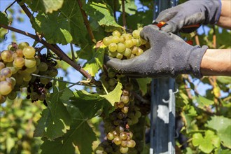 Hand-picking of Pinot Blanc grapes in the Palatinate (Norbert Groß winery, Meckenheim)