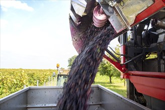 Harvest of Sankt Laurent red wine grapes in the Palatinate