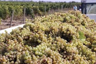 Grape grape harvest: Manual harvest of Chardonnay grapes in a vineyard in the Palatinate