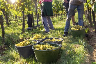 Hand-picking of Chardonnay grapes in the Palatinate in 2023 (Norbert Groß winery, Meckenheim) . The