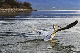 Dalmatian Pelican (Pelecanus crispus) flying away, wings spread, Lake Kerkini, Lake Kerkini,