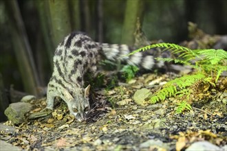 Common genet (Genetta genetta), wildlife in a forest, Montseny National Park, Catalonia, Spain,