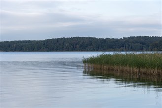 View of a reed belt on Lake Plau, Ganzlin, Mecklenburg-Western Pomerania, Germany, Europe