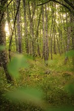 A quiet forest with dense foliage in a soft light, Calw, Black Forest, Germany, Europe