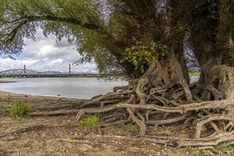 Rhine bank near Duisburg-Baerl, old silver willow, exposed roots, cargo ship, Haus-Knipp railway