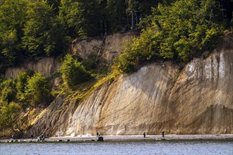 The chalk cliffs of Rügen, cliffs of the Stubbenkammer, in the Jasmund National Park, hiker on the