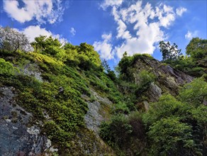 Very steep, partially overgrown rock face with a view upwards into the sky, Vianden, Canton of