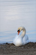 Mute swan (Cygnus olor) sitting on the shore of Lake Plau, Ganzlin, Mecklenburg-Western Pomerania,